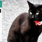 軽貨物でのヤマト運輸（業務委託）仕事内容を紹介